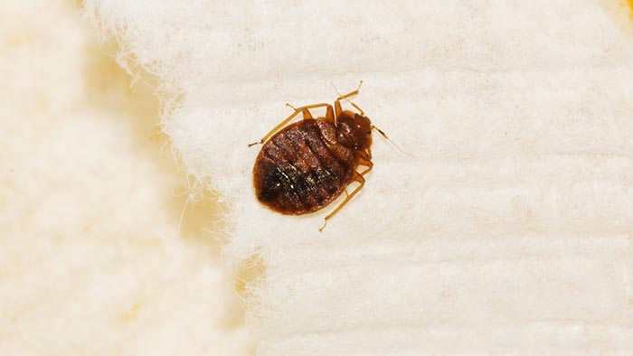 How to get rid of bed bugs - Bed Bug Treatments and Removal